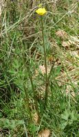 Renoncule bulbeuse. Plante, Côtes de Clermont. Cliquer pour agrandir l'image.