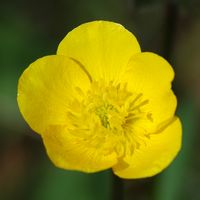 Renoncule bulbeuse. Fleur, Côtes de Clermont. Cliquer pour agrandir l'image.