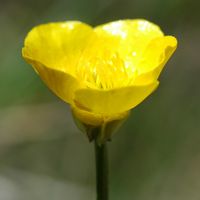 Renoncule bulbeuse. Fleur, Côtes de Clermont. Cliquer pour agrandir l'image.