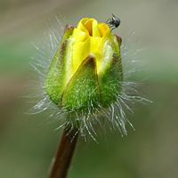 Renoncule bulbeuse. Fleur en bouton, Côtes de Clermont. Cliquer pour agrandir l'image.
