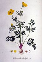 Renoncule bulbeuse. Planche d'identification Flora batava. Cliquer pour agrandir l'image.