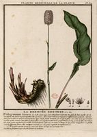 Renouée bistorte. Planche d'identification. Cliquer pour agrandir l'image.