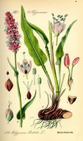 Renouée bistorte. Planche d'identification Thomé. Cliquer pour agrandir l'image.