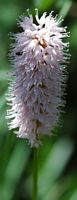 Renouée bistorte. Fleur, narse d'Espinasse. Cliquer pour agrandir l'image.