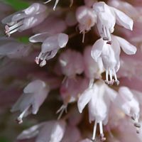 Renouée bistorte. Fleurons, narse d'Espinasse. Cliquer pour agrandir l'image.