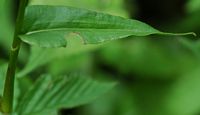 Renouée bistorte. Feuille, narse d'Espinasse. Cliquer pour agrandir l'image.