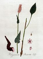 Renouée bistorte. Planche d'identification Flora batava. Cliquer pour agrandir l'image.