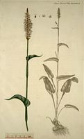 Renouée bistorte. Planche d'identification Flora danica. Cliquer pour agrandir l'image.