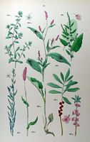 Renouée bistorte. Planche d'identification Hoffmann. Cliquer pour agrandir l'image.