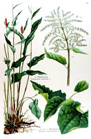 Renouée bistorte. 2. Renouée bistorte. Cliquer pour agrandir l'image.