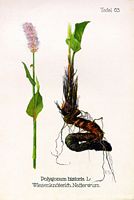 Renouée bistorte. Planche d'identification Oltmanns. Cliquer pour agrandir l'image.