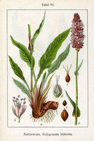 Renouée bistorte. Planche d'identification Sturm. Cliquer pour agrandir l'image.