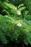 Robinier faux-acacia, Fleurs et fruits, Côtes de Clermont. Cliquer pour agrandir l'image.