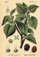 Ronce des bois. Le mûrier (Morus Sp). Cliquer pour agrandir l'image.