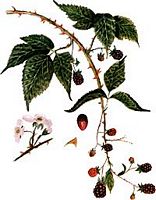 Ronce des bois. Dessin. Cliquer pour agrandir l'image.