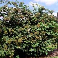 Ronce des bois. Plante. Cliquer pour agrandir l'image.