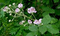 Ronce des bois. Plante. Cliquer pour agrandir l'image.