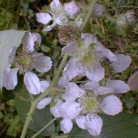 Ronce des bois. Fleurs. Cliquer pour agrandir l'image.