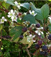 Ronce des bois. Fleurs et fruits. Cliquer pour agrandir l'image.