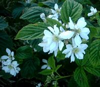 Ronce des bois. Fleurs. Cliquer pour agrandir l'image.