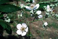 Ronce des bois. Branche en fleurs. Cliquer pour agrandir l'image.