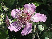 Ronce des bois. Fleur. Cliquer pour agrandir l'image.