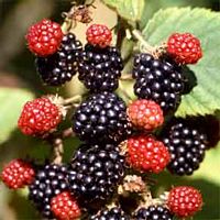 Ronce des bois. Fruits. Cliquer pour agrandir l'image.