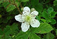 Ronce des bois. Fleur en gros plan. Cliquer pour agrandir l'image.