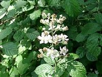 Ronce des bois. Fleurs. Cliquer pour agrandir l'image.