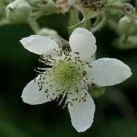 Ronce des bois. Fleur. Cliquer pour agrandir l'image.
