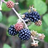 Ronce des bois. Fruits. Cliquer pour agrandir l'image.
