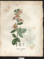 Ronce des bois. Planche d'identification. Cliquer pour agrandir l'image.