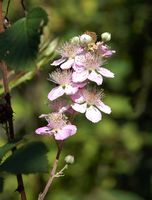Ronce des bois. Fleur de ronce à Sauterre. Cliquer pour agrandir l'image.