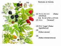 Ronces. Planche d'identification. Cliquer pour agrandir l'image.