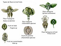 Rosacées. Type de fleurs et de fruits. Cliquer pour agrandir l'image.