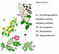 Rosacées. Type de fleurs. Cliquer pour agrandir l'image.