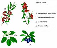 Rosacées. Type de fleurs. Cliquer pour agrandir l'image.