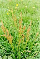 Rumex oseille. Cliquer pour agrandir l'image.