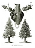 Sapin pectiné. Parasité par sesia cephiformis, planche ratzeburg 37. Cliquer pour agrandir l'image.