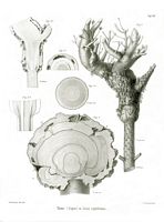 Sapin pectiné. Parasité par sesia cephiformis, planche ratzeburg 38. Cliquer pour agrandir l'image.