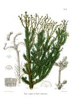 Sapin pectiné. Parasité par tortrix histrionana, planche ratzeburg 34. Cliquer pour agrandir l'image.