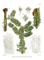 Sapin pectiné. Parasité par tortrix nigricana et par tinea abietella, planche ratzeburg 35. Cliquer pour agrandir l'image.