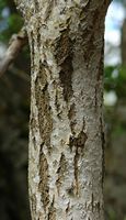 Saule cendré. Écorce, Ceyssat. Cliquer pour agrandir l'image.
