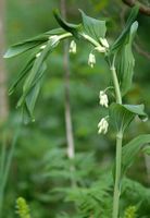 Sceau de salomon multiflore. Plante, Montlosier. Cliquer pour agrandir l'image.