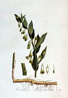 Sceau de salomon odorant. Planche d'identification Flora batava. Cliquer pour agrandir l'image.