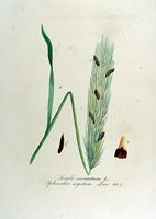 Seigle. Parasite secale cornutum, planche d'identification kops. Cliquer pour agrandir l'image.