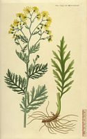 Senecon à feuilles de roquette. Planche d'identification Flora danica. Cliquer pour agrandir l'image.