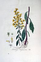 Solidage verge d'or. Planche d'identification Flora batava. Cliquer pour agrandir l'image.