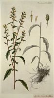 Solidage verge d'or. Planche d'identification Flora danica. Cliquer pour agrandir l'image.
