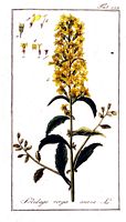Solidage verge d'or. Planche d'identification krauss. Cliquer pour agrandir l'image.